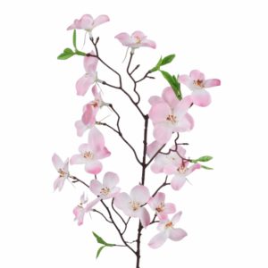 Wiśnia kwitnąca różowa 60 cm