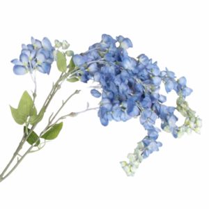Wisteria niebieska 1 gałązka 45 cm