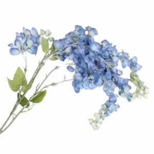 Wisteria niebieska 1 gałązka 45 cm