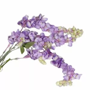 Wisteria fioletowa 1 gałązka 45 cm