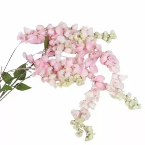 Wisteria różowa 1 gałązka 45 cm