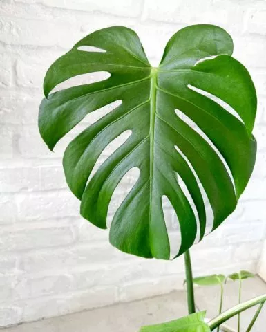 Filodendron liść