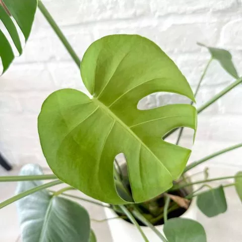 Filodendron liście