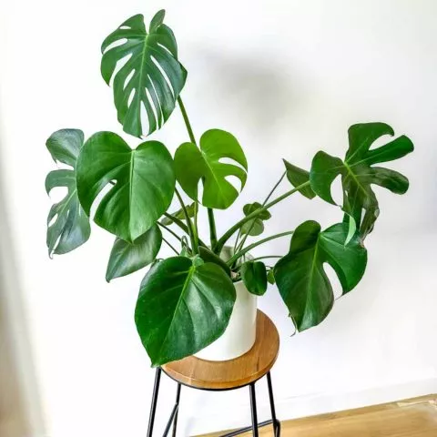 Filodendron w salonie