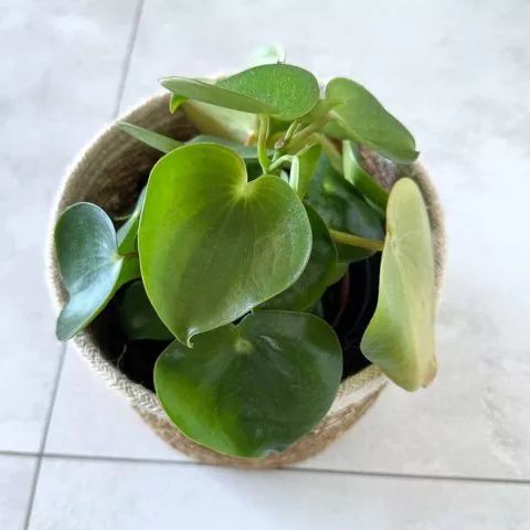 Filodendron mały.