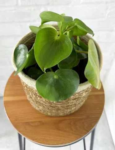 Filodendron liście, odmiana mała