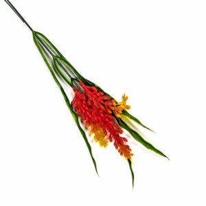 Protea - jasnoczerwona