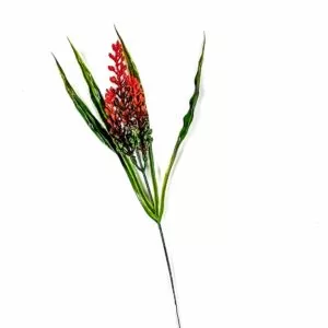 Protea - ciemnoczerwona
