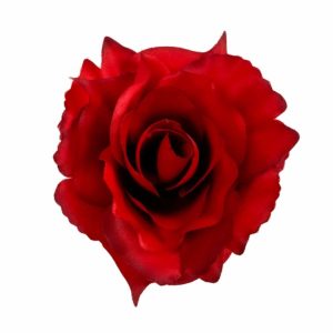 Róża rozwinięta - czerwona