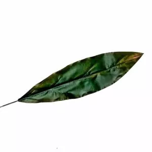 Liść draceny