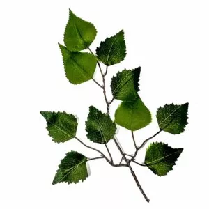 Liście róży